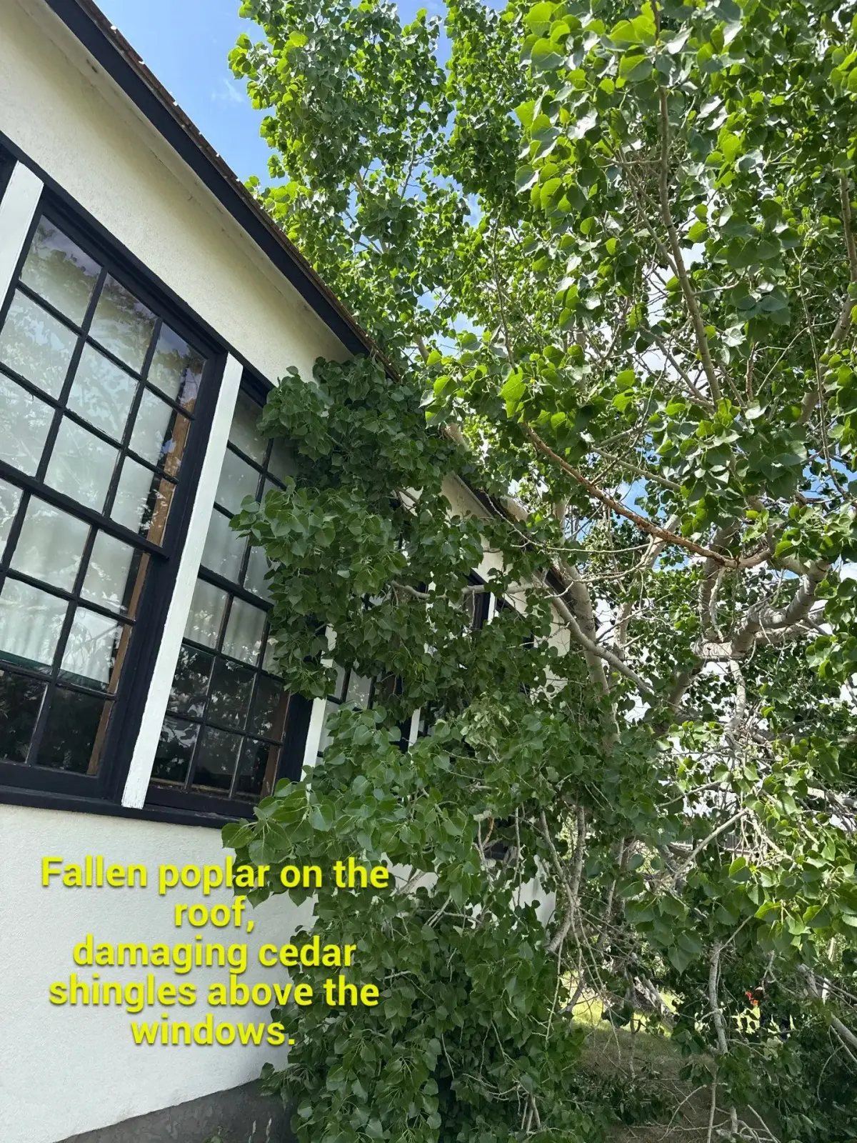 fallen poplar tree shown hanging by the roof