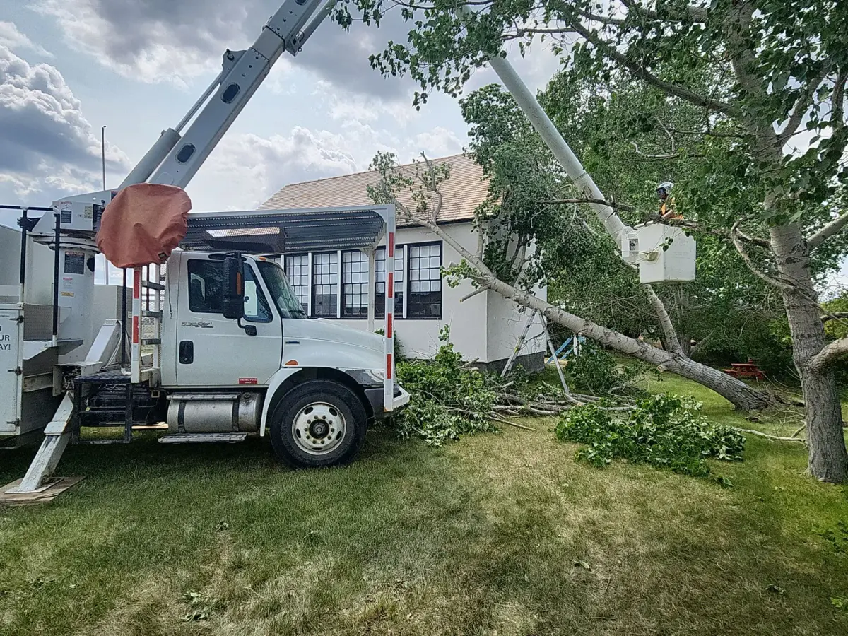 our arborist and a bucket truck midst bringing down the tree safely