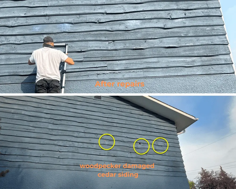 Woodpecker damaged cedar siding repair with colour match in Calgary by CPR Group Ltd