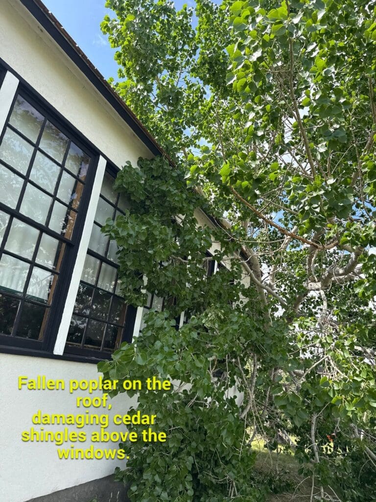 large-poplar-fallen-roof-windows-right-elevation-school fallen poplar tree shown hanging by the roof
