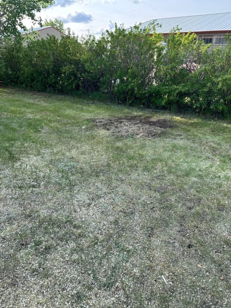 stump-removed-fully-raked-area post stump removal the area was raked and free of debris